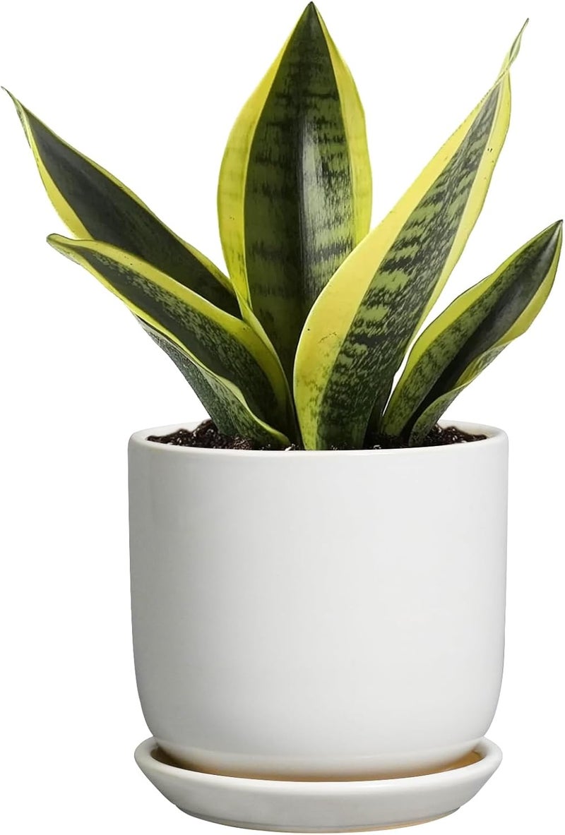 SUNPOTFOR Store Indoor Plant Pot 5 Inch - Round Ceramic Planter for Succulent Plants with Drainage Hole and Saucer, Modern Home Decor, White - Image 1